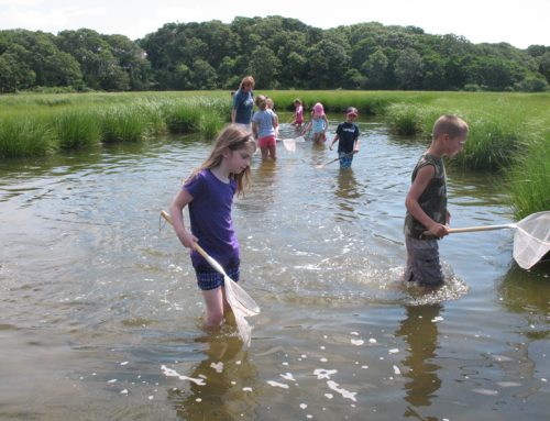 Wild About Estuaries