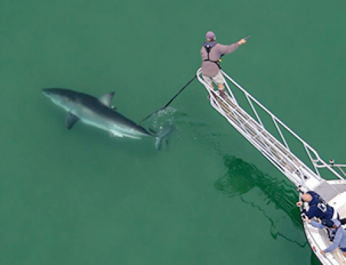 Living with White Sharks